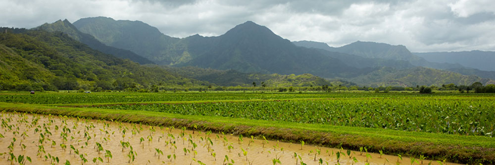 Hokulei Branch Hanalei Taro