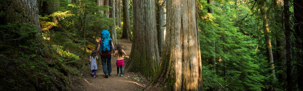 Redwoods