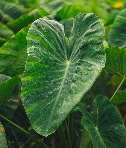 Kalo Plant