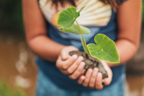 Woman holding kalo plant