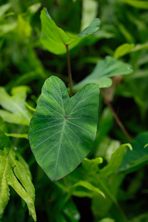 Kalo Plant